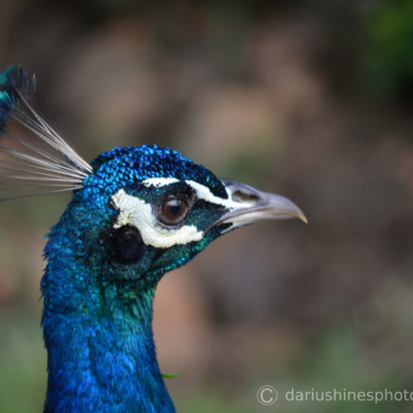 Peacock Portrait