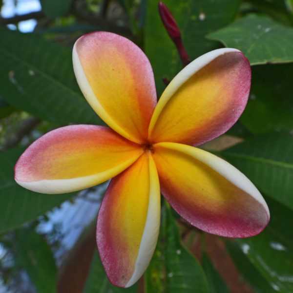 Hawaiian Plumeria