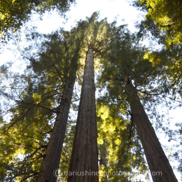 California Redwoods