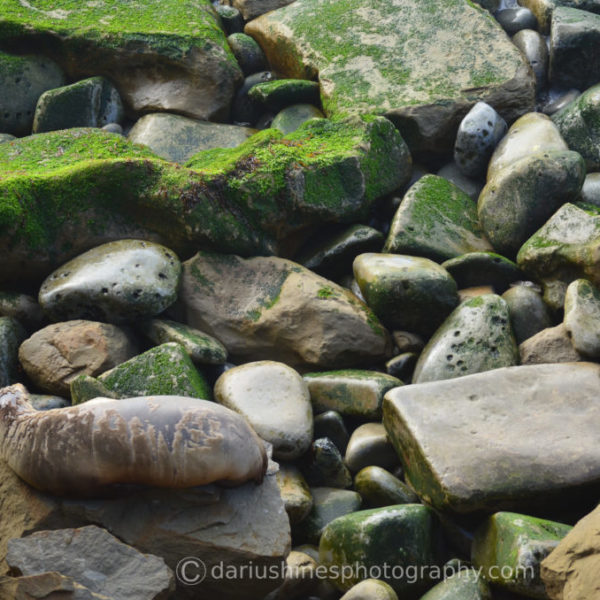 La Jolla Pebbles