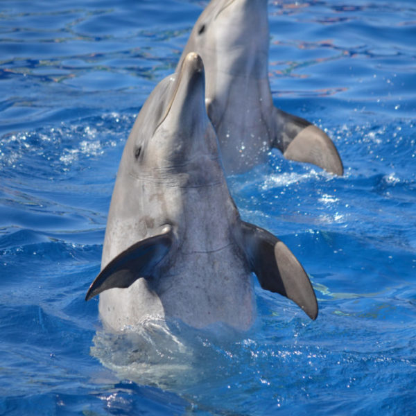 Dolphins at Play