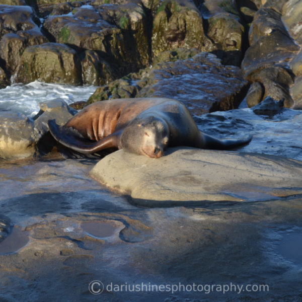 Sleepy Seal on a Lazy Day