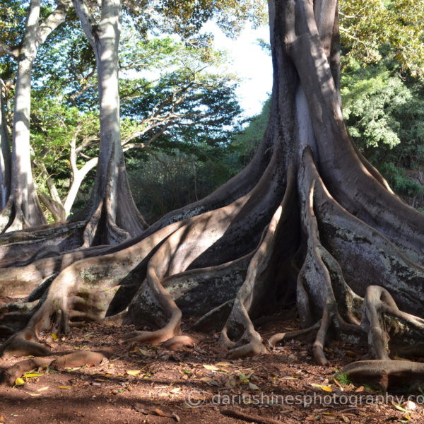 Moreton Bay Fig Trees